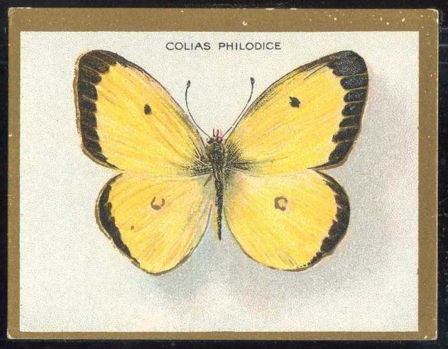 Colias Philodice